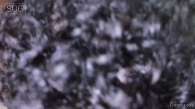 Poster: Trans Orgy Fraternity Part 2